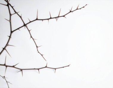 Dikenli dallarda sivri sivri sivri uçlar, temiz beyaz arka plana karşı tehlikeli ama doğal bir model oluşturarak, mücadeleyi sembolize eder.