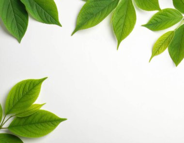 Temiz beyaz zemin üzerinde doğal sınır oluşturan taze yeşil yapraklar, doğayı, ekolojiyi ve büyümeyi sembolize eder.