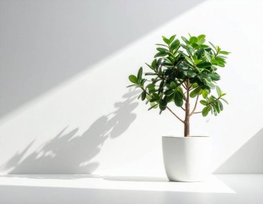 Temiz beyaz bir rafta, beyaz bir saksıda yeşil incir ağacı bitkisi. Güneş ışığı duvarda soyut gölgeler oluşturuyor.