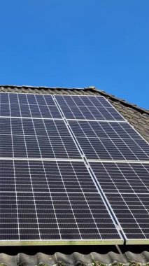 Güzel bir mısır tarlasında güneşli bir gün. Büyüyen mısır bitkileri rüzgarda hareket ediyor.