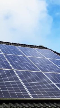 Güzel bir mısır tarlasında güneşli bir gün. Büyüyen mısır bitkileri rüzgarda hareket ediyor.