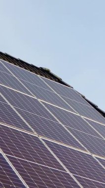 Güzel bir mısır tarlasında güneşli bir gün. Büyüyen mısır bitkileri rüzgarda hareket ediyor.