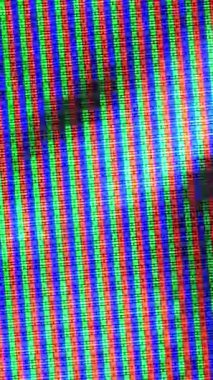 Güzel bir mısır tarlasında güneşli bir gün. Büyüyen mısır bitkileri rüzgarda hareket ediyor.