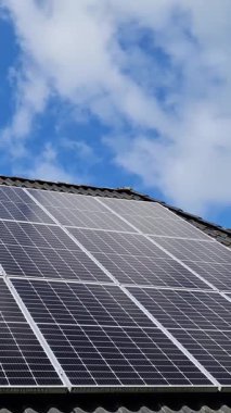 Güzel bir mısır tarlasında güneşli bir gün. Büyüyen mısır bitkileri rüzgarda hareket ediyor.