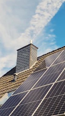 Güzel bir mısır tarlasında güneşli bir gün. Büyüyen mısır bitkileri rüzgarda hareket ediyor.