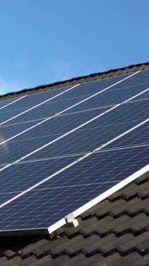 Güzel bir mısır tarlasında güneşli bir gün. Büyüyen mısır bitkileri rüzgarda hareket ediyor.