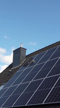 Güzel bir mısır tarlasında güneşli bir gün. Büyüyen mısır bitkileri rüzgarda hareket ediyor.