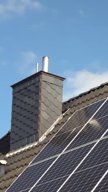 Güzel bir mısır tarlasında güneşli bir gün. Büyüyen mısır bitkileri rüzgarda hareket ediyor.