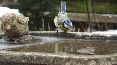Eurasian blue tit carefully drinking water from a partially frozen stone birdbath during winter