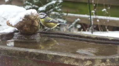 Eurasian blue tit carefully drinking water from a partially frozen stone birdbath during winter