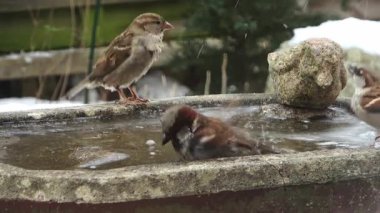 Eurasian blue tit carefully drinking water from a partially frozen stone birdbath during winter