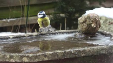 Eurasian blue tit carefully drinking water from a partially frozen stone birdbath during winter