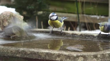 Eurasian blue tit carefully drinking water from a partially frozen stone birdbath during winter