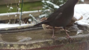 Eurasian blue tit carefully drinking water from a partially frozen stone birdbath during winter