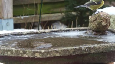 Eurasian blue tit carefully drinking water from a partially frozen stone birdbath during winter