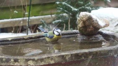 Küçük ötücü kuşlar, soğuk bir kış günü kar yağışı eşliğinde taştan bir kuş banyosunda yıkanır ve sıçrarlar.