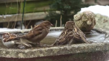 Küçük ötücü kuşlar, soğuk bir kış günü kar yağışı eşliğinde taştan bir kuş banyosunda yıkanır ve sıçrarlar.