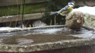 Küçük ötücü kuşlar, soğuk bir kış günü kar yağışı eşliğinde taştan bir kuş banyosunda yıkanır ve sıçrarlar.