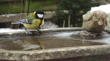 Küçük ötücü kuşlar, soğuk bir kış günü kar yağışı eşliğinde taştan bir kuş banyosunda yıkanır ve sıçrarlar.