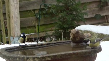 Two great tits drinking water from a stone bird bath in a snowy garden during winter