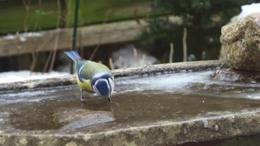 Eurasian blue tit bird drinking water from a frozen birdbath during a cold winter day