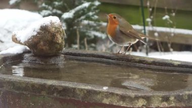Eurasian blue tit bird drinking water from a frozen birdbath during a cold winter day