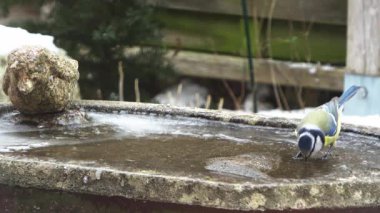 Eurasian blue tit bird drinking water from a frozen birdbath during a cold winter day