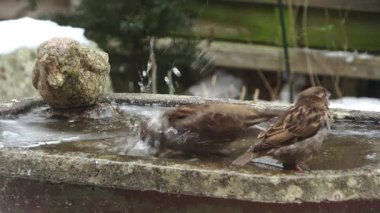 Eurasian blue tit bird drinking water from a frozen birdbath during a cold winter day