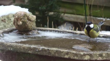 Eurasian blue tit bird drinking water from a frozen birdbath during a cold winter day