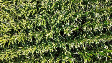 Sırayla büyüyen yeşil mısır bitkileri doğal dokulu bir arkaplan oluşturuyor