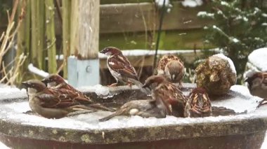 Eurasian blue tit bird sitting on a snowy rock during a cold winter day before flying off