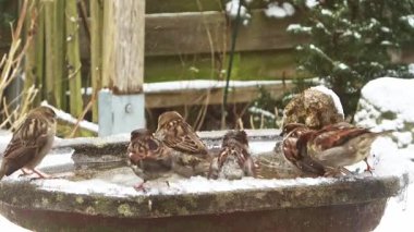 Eurasian blue tit bird sitting on a snowy rock during a cold winter day before flying off