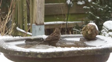 Eurasian blue tit bird sitting on a snowy rock during a cold winter day before flying off