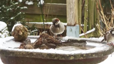 Eurasian blue tit bird sitting on a snowy rock during a cold winter day before flying off