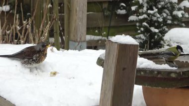 Eurasian blue tit bird sitting on a snowy rock during a cold winter day before flying off