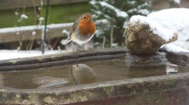 Karlı bir kış günü donmuş bir kuş banyosundan su içen küçük Avrupalı bülbül.