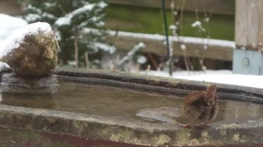Karlı bir kış günü donmuş bir kuş banyosundan su içen küçük Avrupalı bülbül.