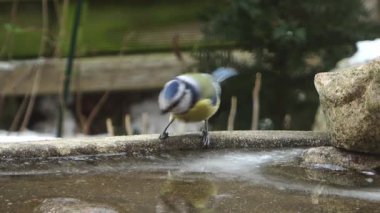 Karlı bir kış günü donmuş bir kuş banyosundan su içen küçük Avrupalı bülbül.