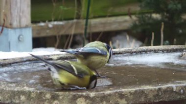 Karlı bir kış günü donmuş bir kuş banyosundan su içen küçük Avrupalı bülbül.