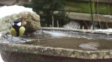 Karlı bir kış günü donmuş bir kuş banyosundan su içen küçük Avrupalı bülbül.