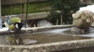 Karlı bir kış günü donmuş bir kuş banyosundan su içen küçük Avrupalı bülbül.