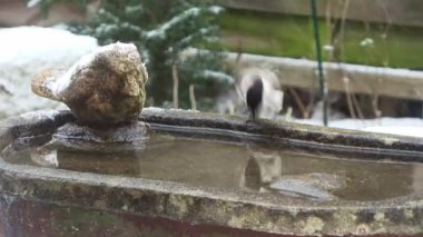 Cute marsh tit landing on a birdbath, drinking water, and flying away during a snowfall