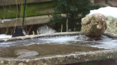 Cute marsh tit landing on a birdbath, drinking water, and flying away during a snowfall