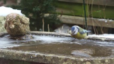 Cute marsh tit landing on a birdbath, drinking water, and flying away during a snowfall