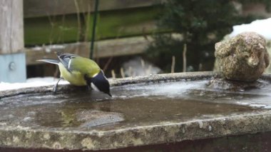 Cute marsh tit landing on a birdbath, drinking water, and flying away during a snowfall
