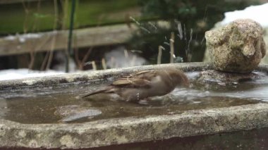 Cute marsh tit landing on a birdbath, drinking water, and flying away during a snowfall
