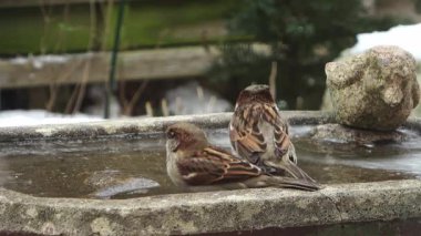 Cute marsh tit landing on a birdbath, drinking water, and flying away during a snowfall