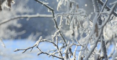 Akasya kar yağışının arka planında donarak dallanır. Kavramsal yeni yıl geçmişi