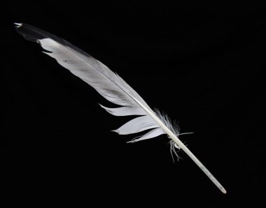 Siyah arka planda bir kuş tüyü. Uçmak ve yazmak için bir kavram aygıtı