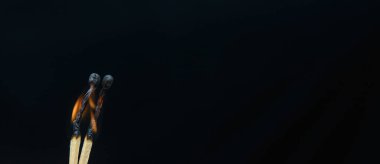 Siyah arka planda birbirine doğru eğilmiş iki yanan kibrit. Kavramsal kucaklaşma, güle güle. Boşluğu kopyala